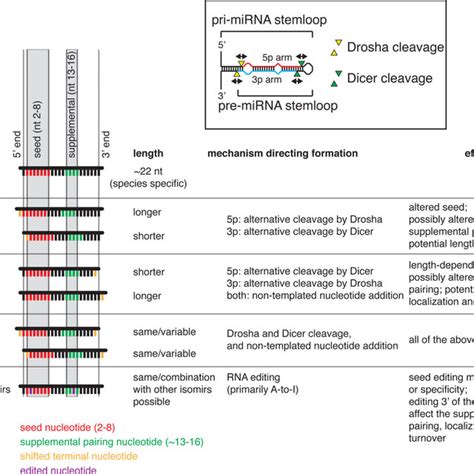 Overview Of Mirna Function And Its Regulation A Mature Mirnas