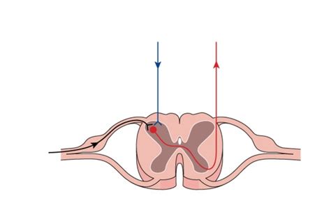 Dorsal Horn: Over 185 Royalty-Free Licensable Stock Illustrations & Drawings | Shutterstock