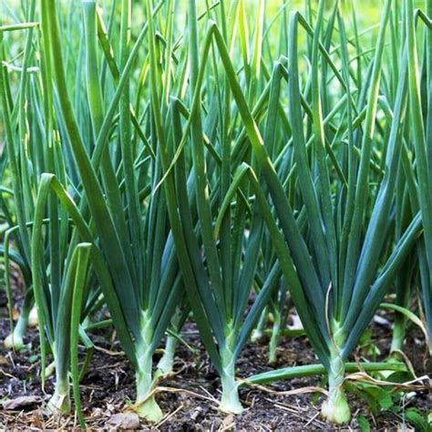 Tokyo Long White Bunching Green Onin Seeds Chive Scallion Etsy