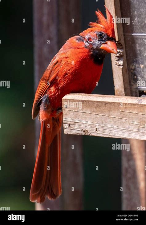 A Molting Northern Cardinal On A Wooden Bird Feeder Stock Photo Alamy