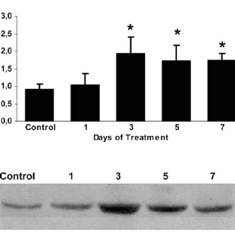 Study I Changes In Expression Of Mrp1 MRNA A And Mrp1 Protein B In