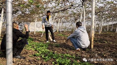 水城区冬闲人不闲“充电”服务忙 指导 培训 农技