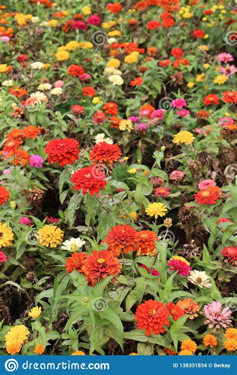 Flores Bonitas Do Zinnia Na Natureza Foto De Stock Imagem De Buqu