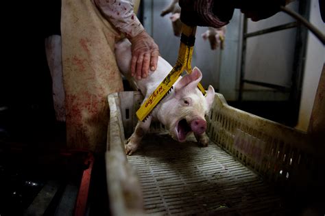 Inside The Slaughterhouse Undercover Investigation In Spanish