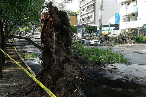 Retiran Rboles Ca Dos En Zapopan Y Guadalajara Ntr Guadalajara