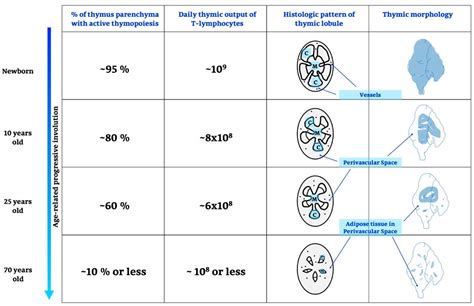 Thymus Gland Function And Disorders At Clinton Spears Blog