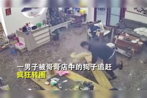 男子不想被狗子舔到，于是被迫与狗狗转圈圈狗狗男子