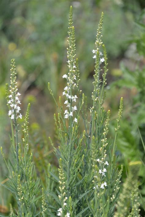 Linaria Purpurea Alba Stauden Haid