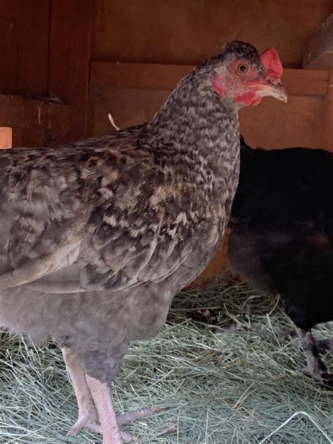 Supposed Easter Egger Hen Or Rooster 12 Weeks Old BackYard