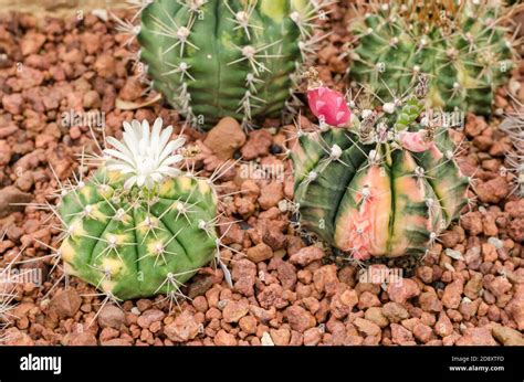 Gymnocalycium Mihanovichii Variegata Stock Photo Alamy