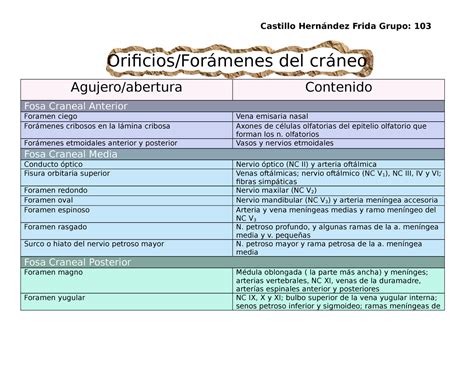 Orificios Del Craneo Moore Fundamentos De Anatomía Con Orientación