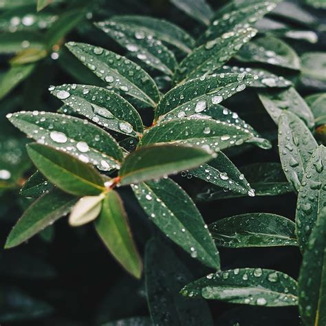 Rocío De Agua Verde Planta De Hoja Hoja Planta Naturaleza Mojado