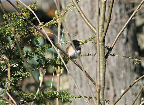 Sandras Alaska Photography May 7 2013 Small Birds Arriving In