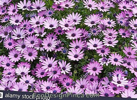 Cape Daisy Osteospermum Ecklonis Jardinage