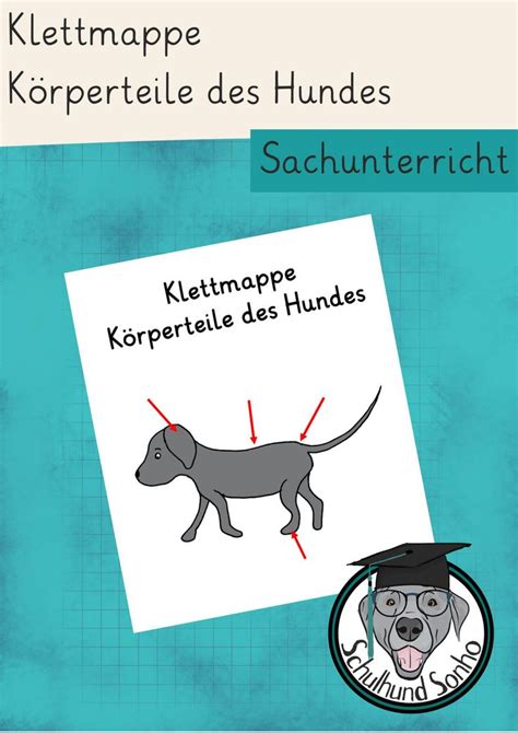 Klettmappe K Rperteile Des Hundes Unterrichtsmaterial Im Fach