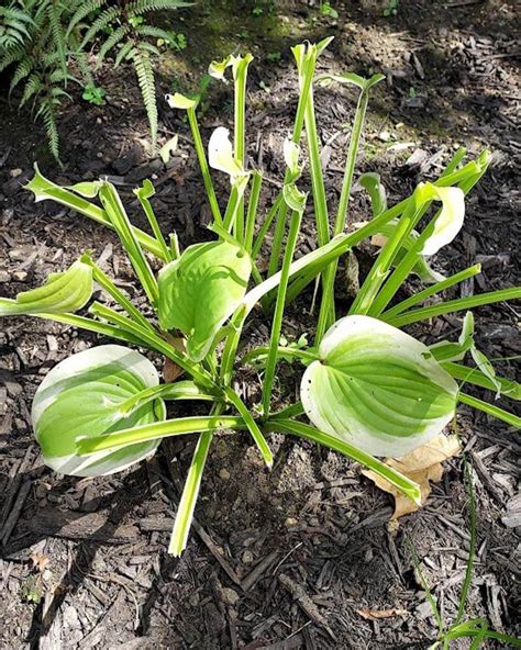 How To Keep Deer From Eating Hostas World Of Garden Plants