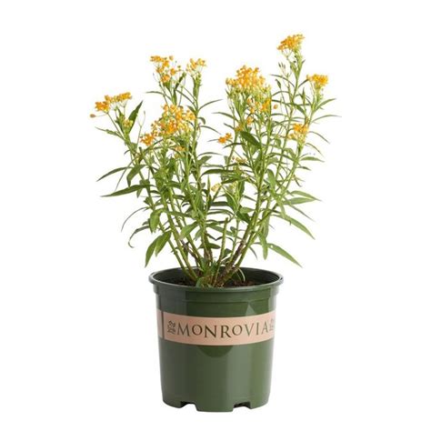 Monrovia 1 Gallon In Pot Silky Gold Asclepias In The Perennials