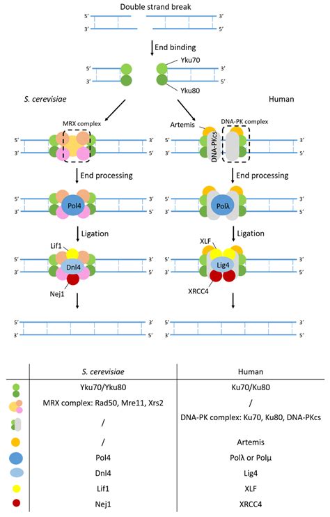 Ijms Free Full Text Saccharomyces Cerevisiae As A Model System For