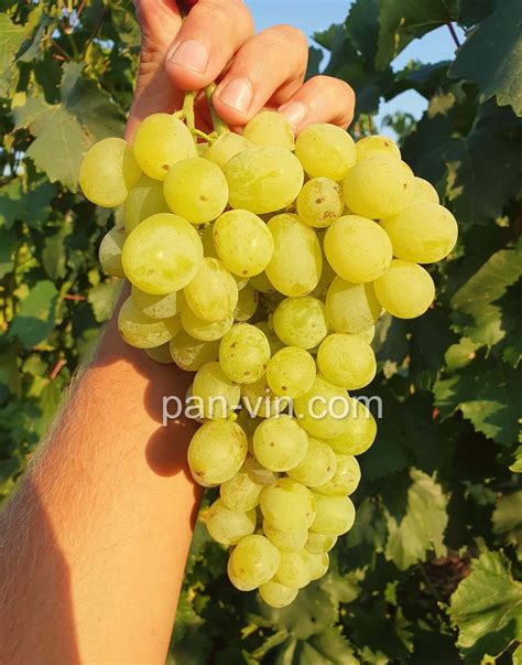 Кишмиш Прайм сидлис — pan-vin.com