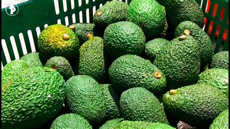 Cómo cultivar AGUACATE HASS Palta YouTube