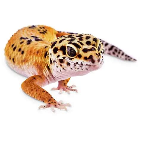 Finding the Perfect Gecko Species for You | Reptiles' Cove