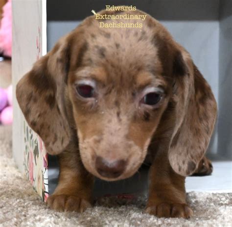 Roxy S Long Hair Pups 04 04 2024 Edwards Extraordinary Dachshunds