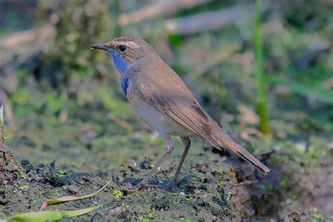 Kchak Photography Birds Passerine Bluethroat