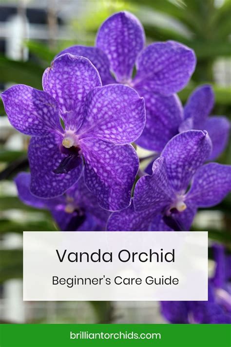 Vanda Orchids Beginner S Care Guide Pictures Artofit