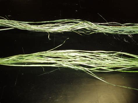 Making Cordage From Yucca Fibers