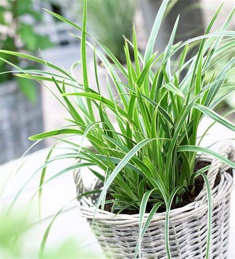 Best Ornamental Grasses for Containers | Growing Ornamental Grass