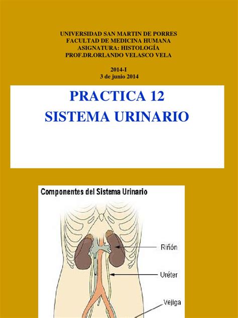 Sistema Urinarioppt