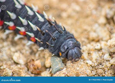 Closeup Of A Mopani Worm Stock Photo Image Of Flower 179227092