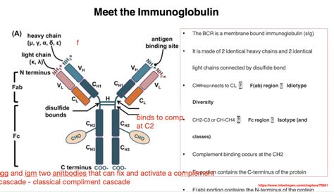 Humoral Immunity Diagram Quizlet