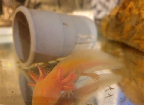 Axolotl Flickr