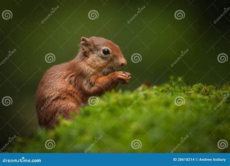 Baby Red Squirrel stock photo. Image of rust, district - 28618214