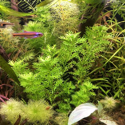 Species spotlight: Hottonia palustris : r/PlantedTank