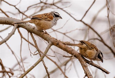 Colima Ofrece Mayor Biodiversidad De Fauna Y Flora En Ecosistemas En