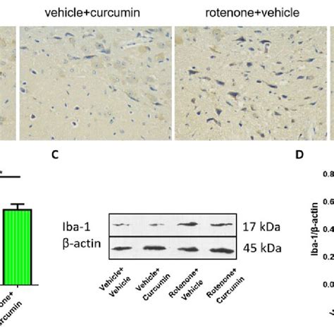 Curcumin Treatment Reversed Rotenone Induced Behavioral Defects In