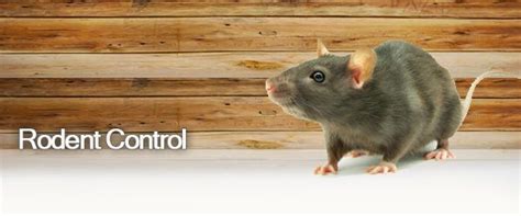 Important Measures To Find The Best Rodent Control Professional