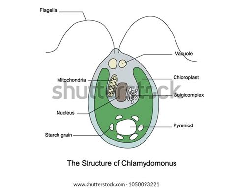 Chlamydomonas Labelled Diagram