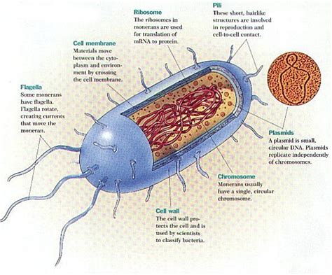 Bacteria