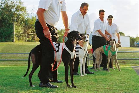 Greyhound Racing New Zealand Geographic