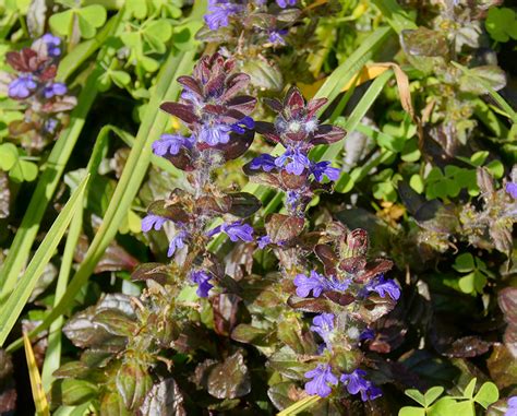 Ajuga Reptans Lamiaceae Image 115785 At PhytoImages Siu Edu