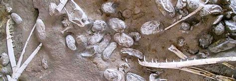 215 Pterosaur Eggs Unearthed In Biggest Collection Ever Found