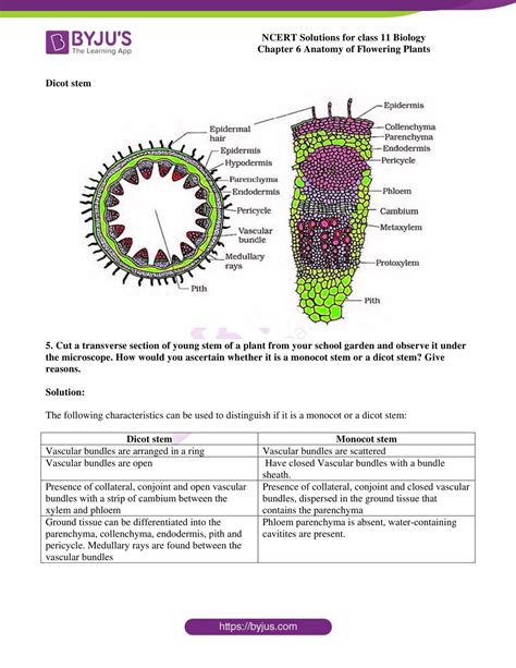 Ncert Solutions Class 11 Chapter 6 Anatomy Of Flowering Plants