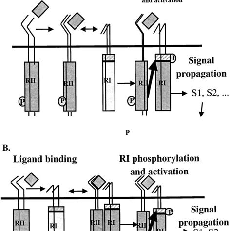 Models For Ligand Binding To Receptor Complexes A Sequential Binding