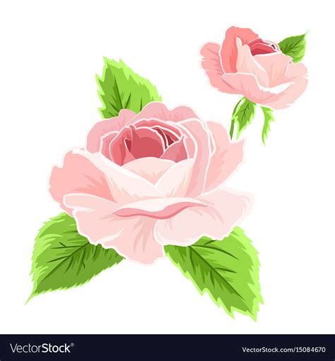 Isolated pink rose flowers detailed drawing Vector Image