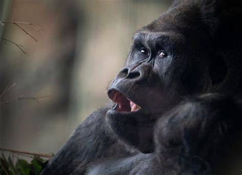 Samantha Zoos Western Lowland Gorilla Turns 50