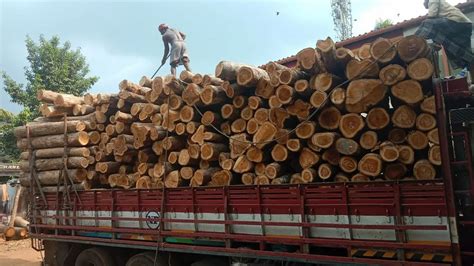 Sawn Timber At Rs Tonne Sawn Wood In Panpoli Id