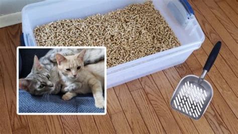 DIY Sifting Cat Litter Box Using Low-Cost Pine Pellets